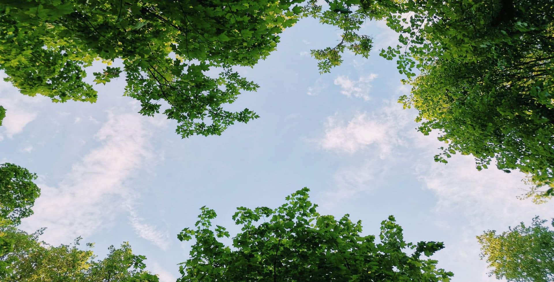 Lush green leaves of trees with blue sky background
